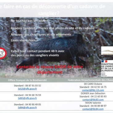 Que faire en cas de découverte d’un cadavre de sanglier ?