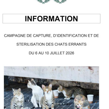 Chats errants